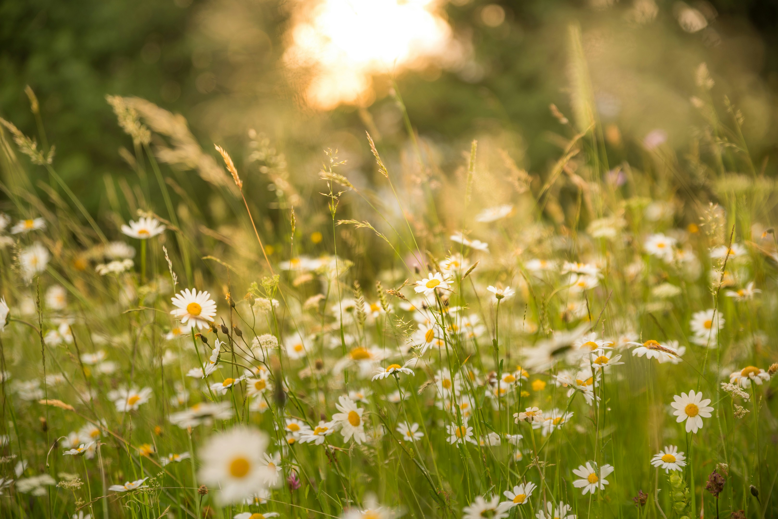 Wild meadow