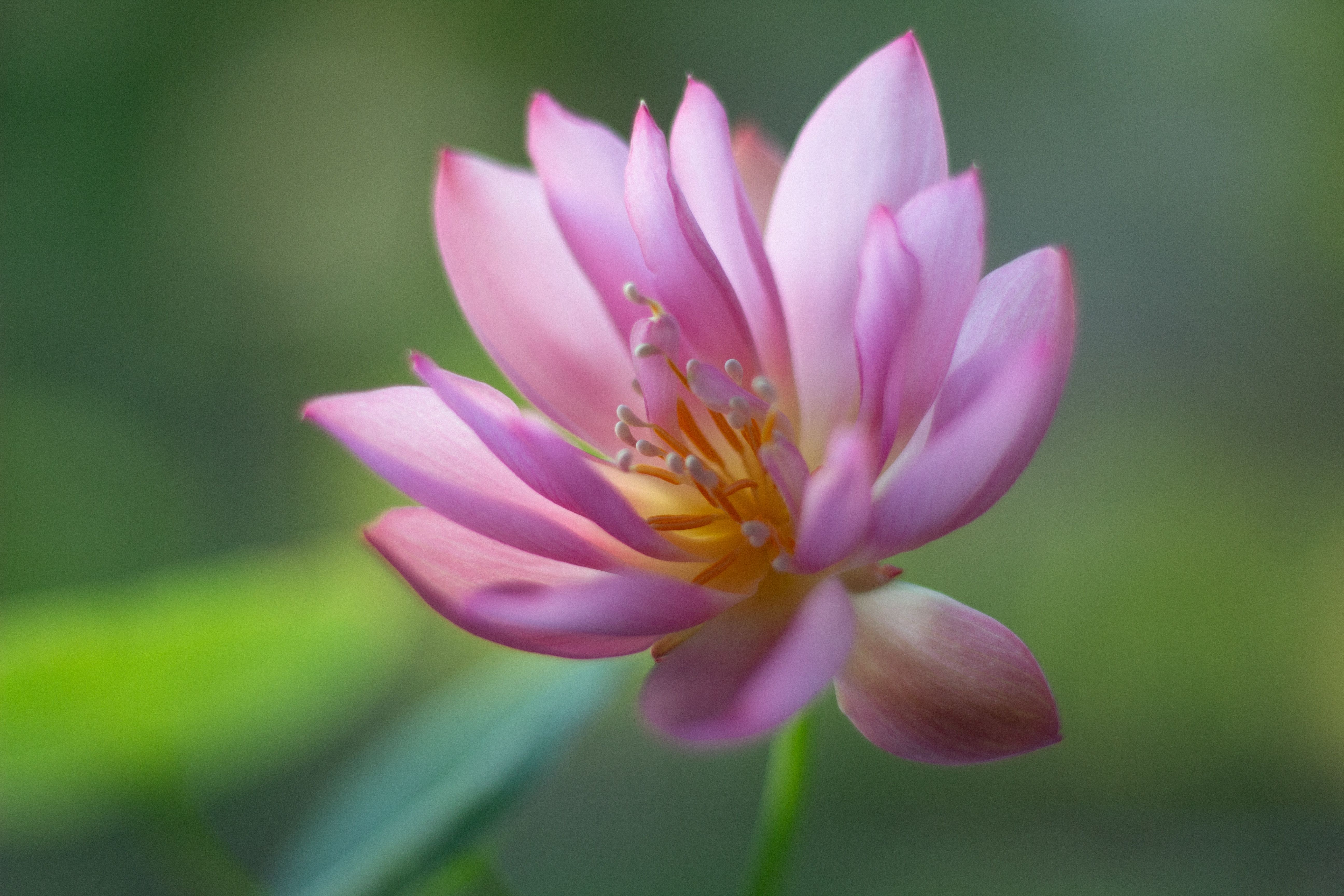 Lotus flower on still water